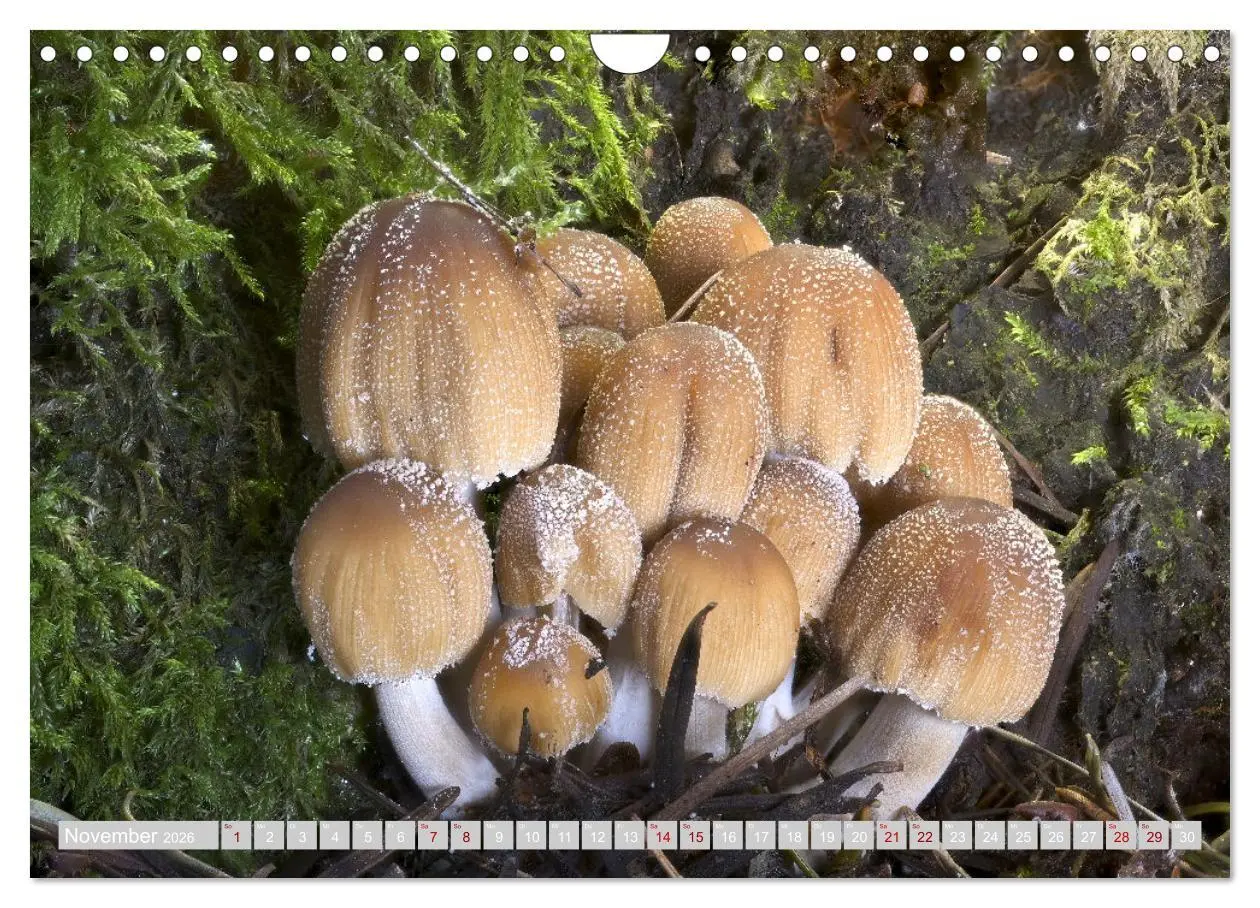 Bild: 9783457542323 | Pilze vor der Makrolinse 2026 (Wandkalender 2026 DIN A4 quer),...