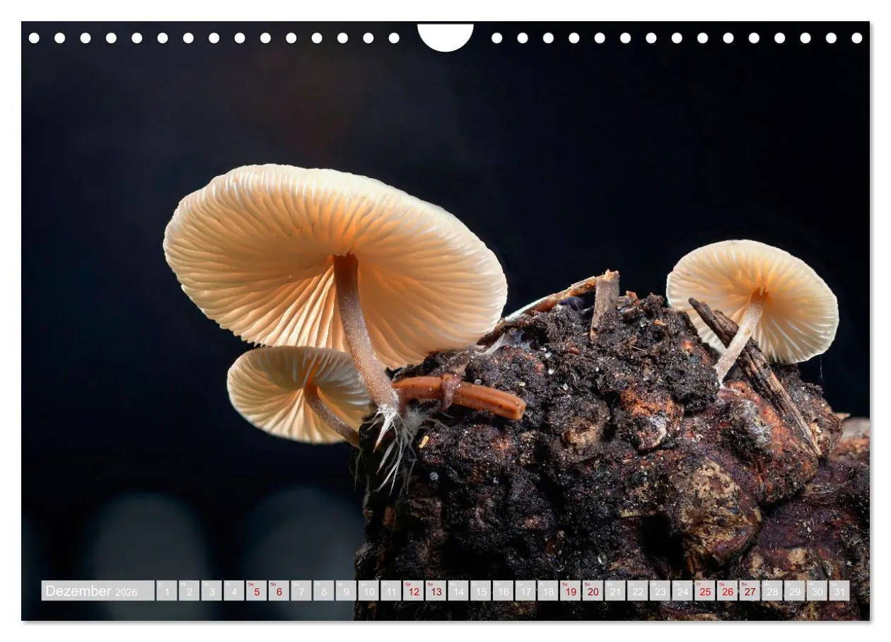Bild: 9783457542323 | Pilze vor der Makrolinse 2026 (Wandkalender 2026 DIN A4 quer),...