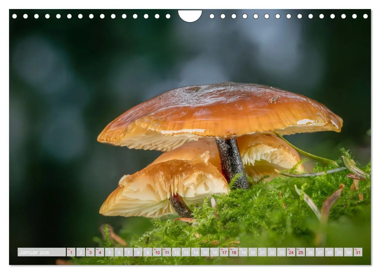 Bild: 9783457542323 | Pilze vor der Makrolinse 2026 (Wandkalender 2026 DIN A4 quer),...