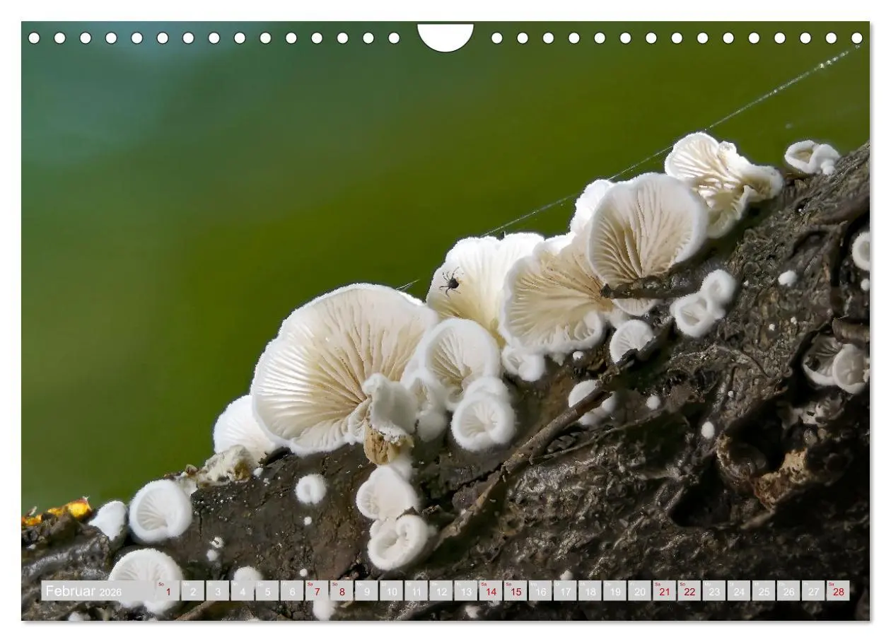 Bild: 9783457542323 | Pilze vor der Makrolinse 2026 (Wandkalender 2026 DIN A4 quer),...
