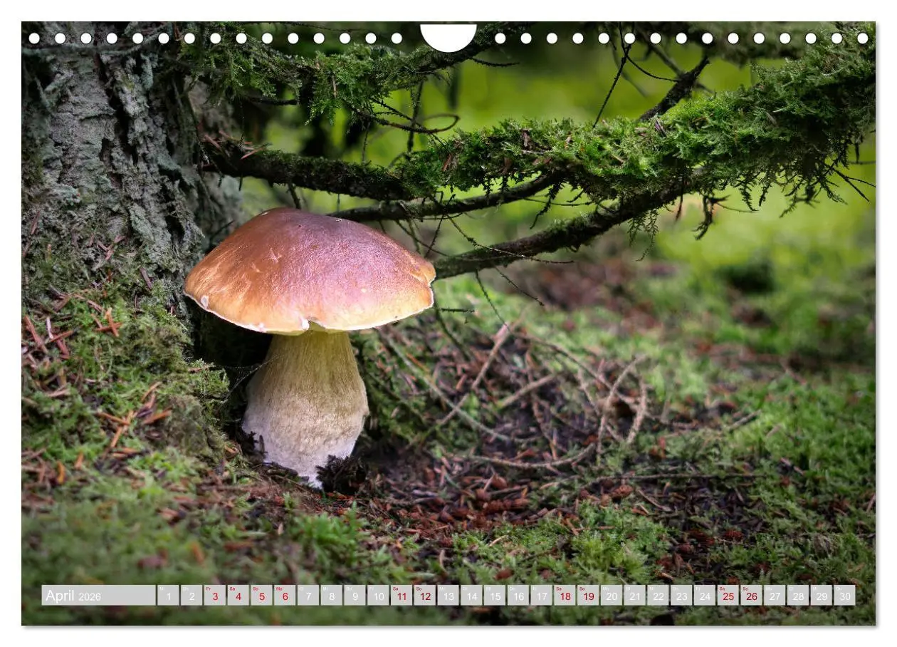 Bild: 9783457542323 | Pilze vor der Makrolinse 2026 (Wandkalender 2026 DIN A4 quer),...