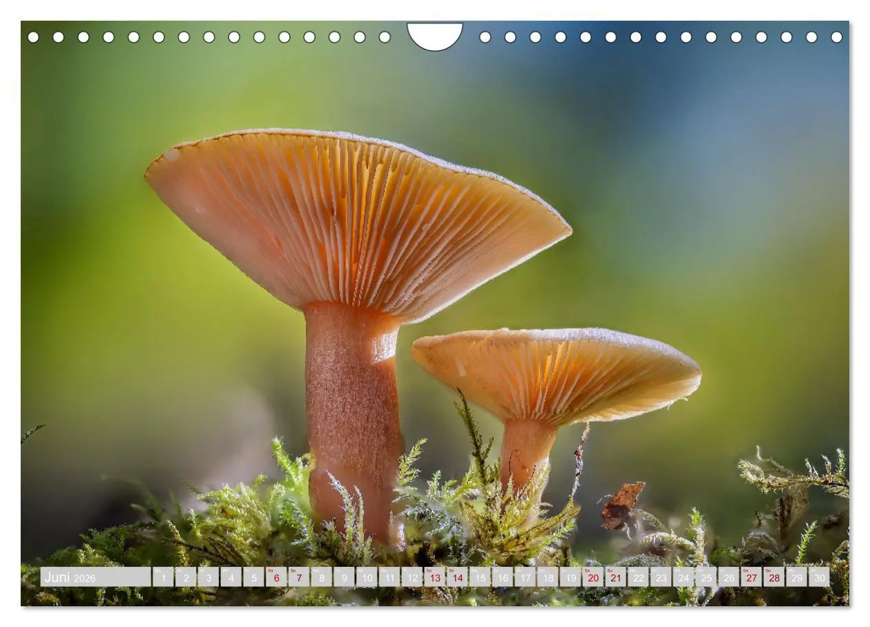 Bild: 9783457542323 | Pilze vor der Makrolinse 2026 (Wandkalender 2026 DIN A4 quer),...