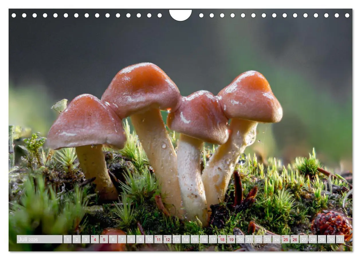 Bild: 9783457542323 | Pilze vor der Makrolinse 2026 (Wandkalender 2026 DIN A4 quer),...