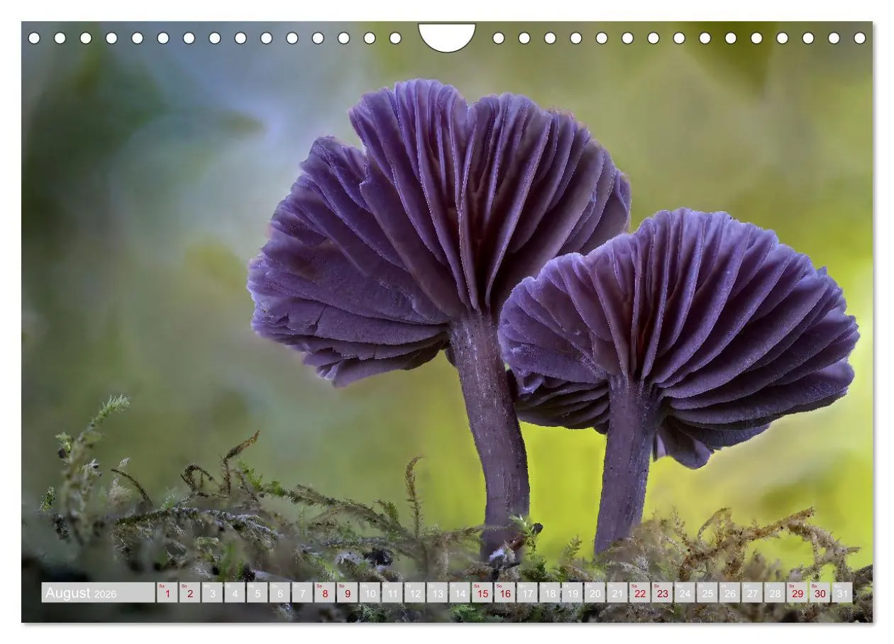 Bild: 9783457542323 | Pilze vor der Makrolinse 2026 (Wandkalender 2026 DIN A4 quer),...