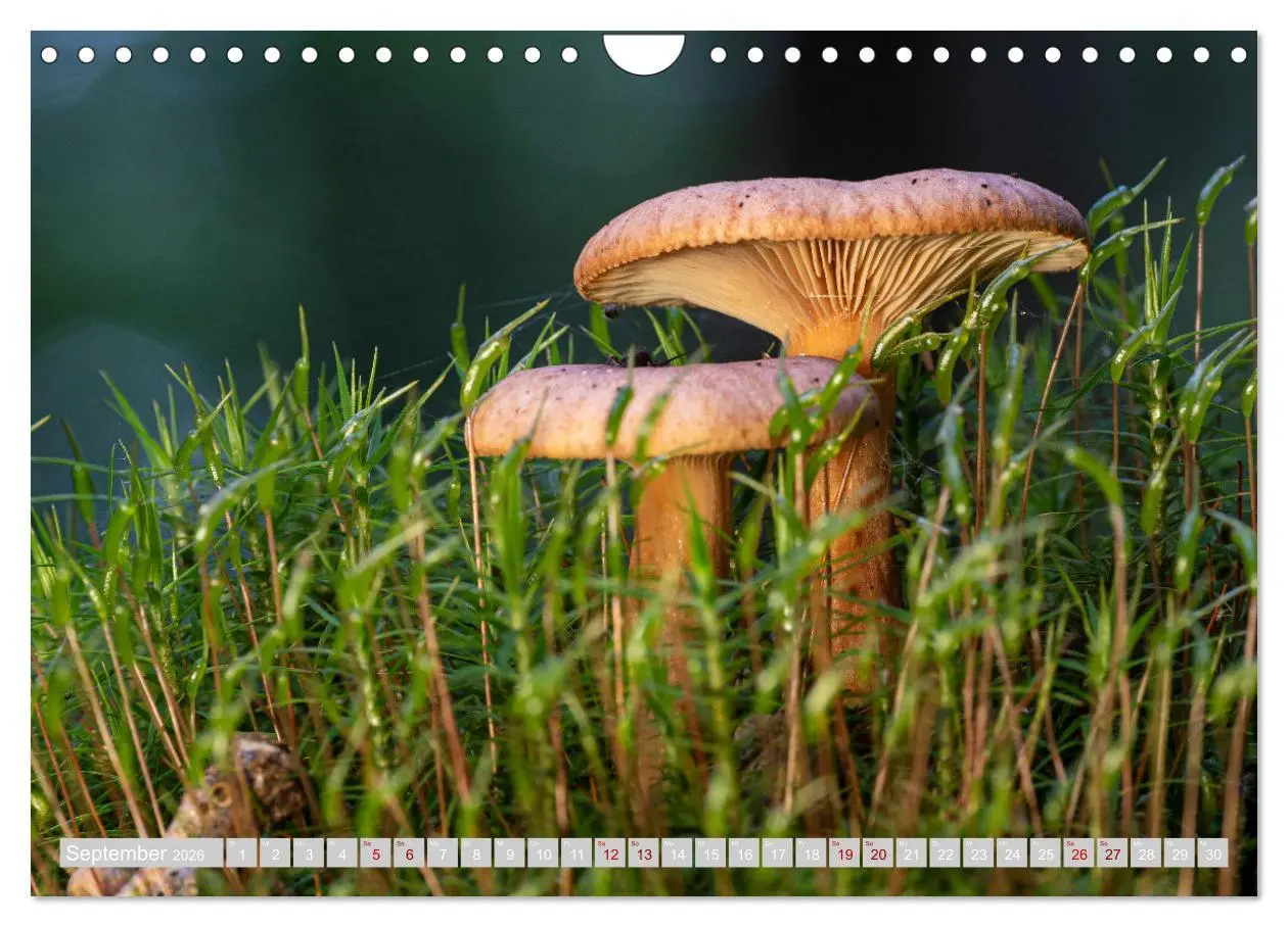 Bild: 9783457542323 | Pilze vor der Makrolinse 2026 (Wandkalender 2026 DIN A4 quer),...