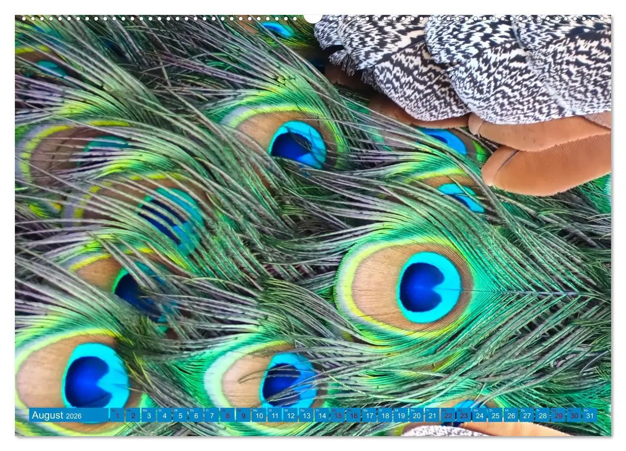 Bild: 9783457532423 | Pfauen Zauber (hochwertiger Premium Wandkalender 2026 DIN A2 quer),...