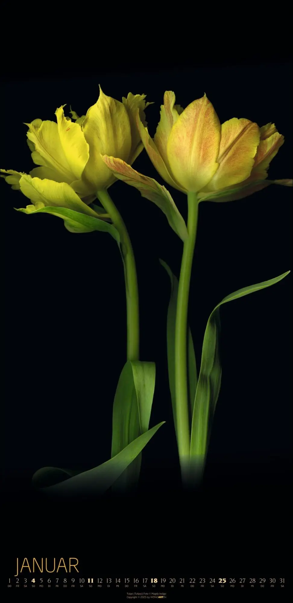 Bild: 9783839902523 | Die Magie der Blumen Kalender 2026 | Magda Indigo | Kalender | 14 S.
