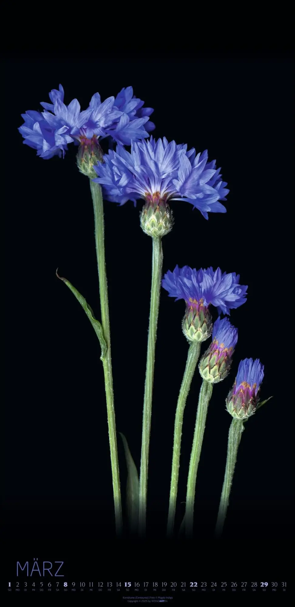 Bild: 9783839902523 | Die Magie der Blumen Kalender 2026 | Magda Indigo | Kalender | 14 S.