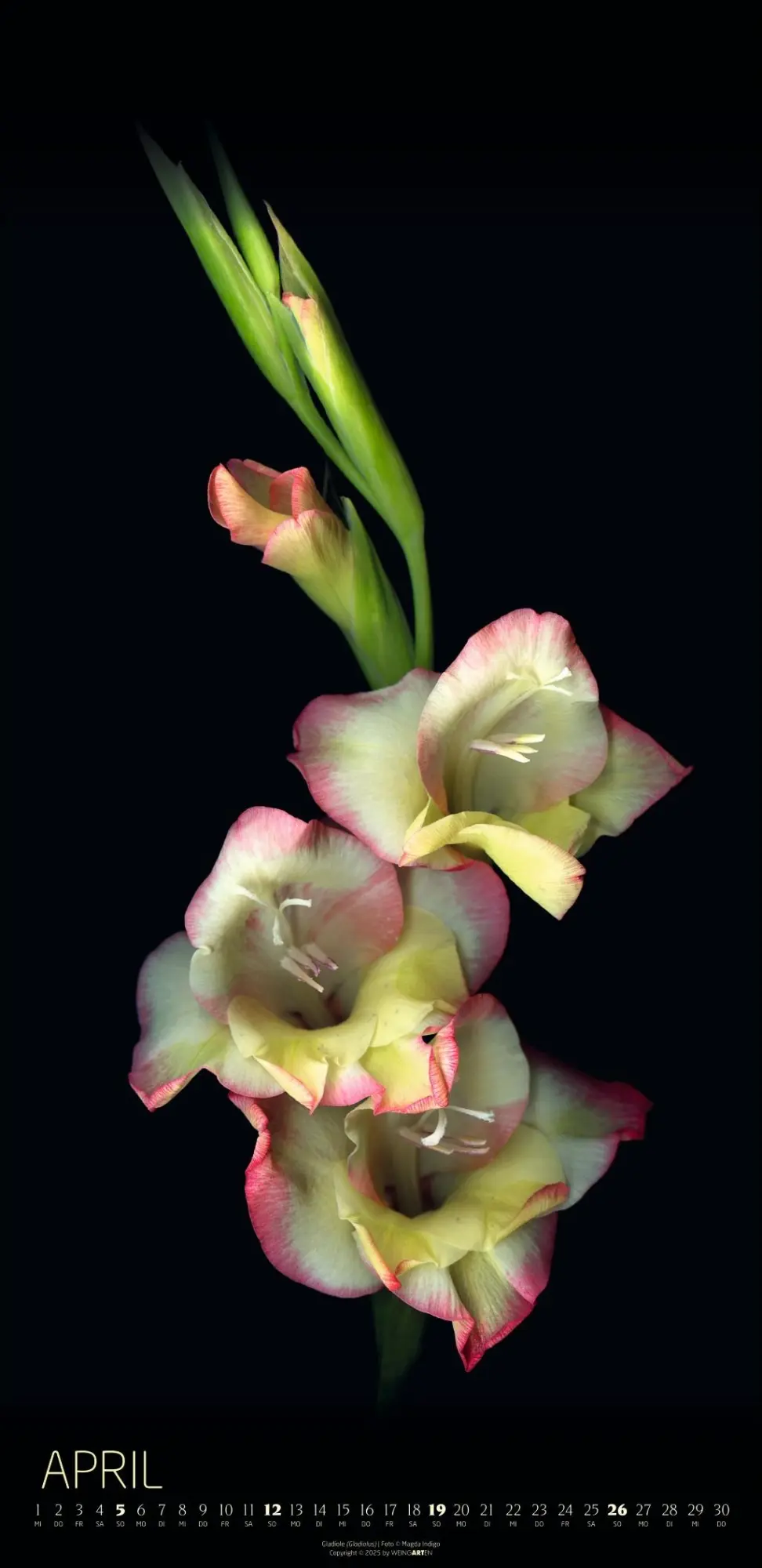 Bild: 9783839902523 | Die Magie der Blumen Kalender 2026 | Magda Indigo | Kalender | 14 S.