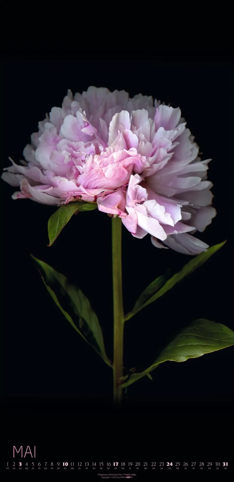 Bild: 9783839902523 | Die Magie der Blumen Kalender 2026 | Magda Indigo | Kalender | 14 S.