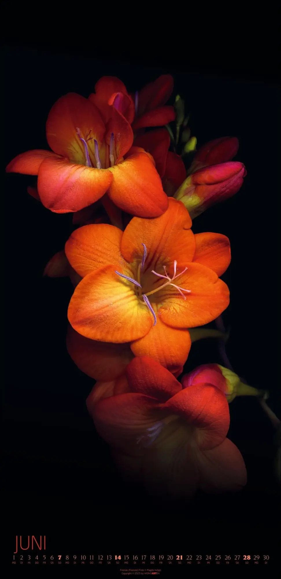 Bild: 9783839902523 | Die Magie der Blumen Kalender 2026 | Magda Indigo | Kalender | 14 S.
