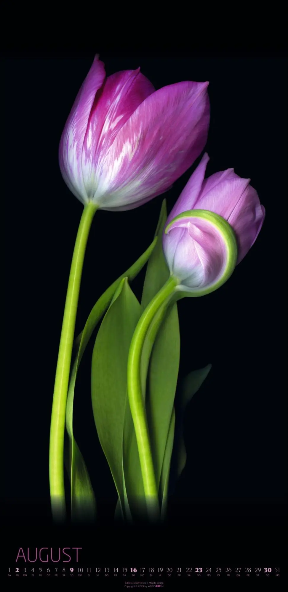 Bild: 9783839902523 | Die Magie der Blumen Kalender 2026 | Magda Indigo | Kalender | 14 S.