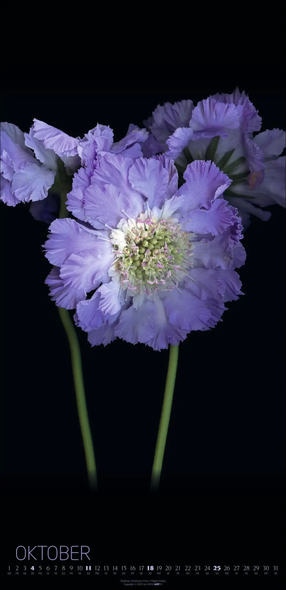 Bild: 9783839902523 | Die Magie der Blumen Kalender 2026 | Magda Indigo | Kalender | 14 S.
