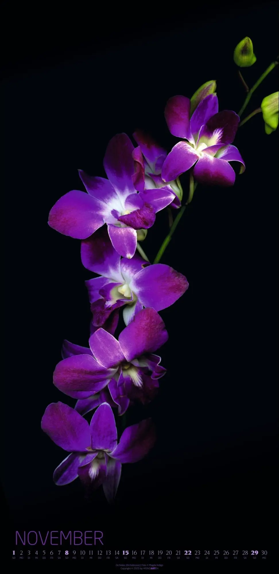 Bild: 9783839902523 | Die Magie der Blumen Kalender 2026 | Magda Indigo | Kalender | 14 S.