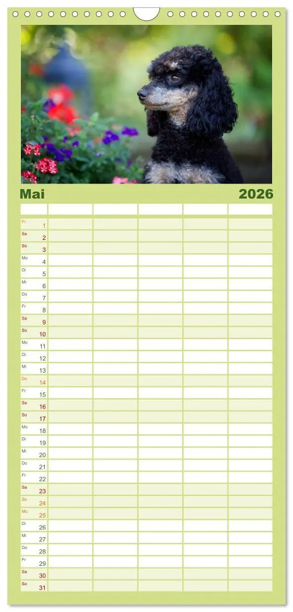 Bild: 9783516522723 | Familienplaner 2026 - Pudel mit 5 Spalten (Wandkalender, 21 x 45...