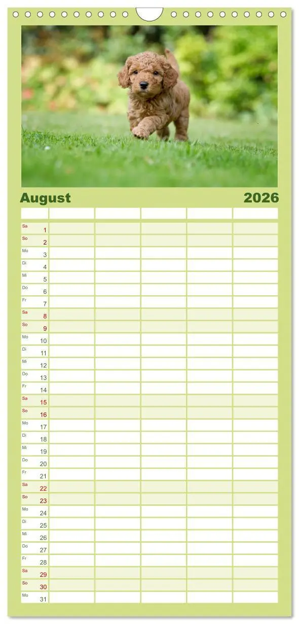 Bild: 9783516522723 | Familienplaner 2026 - Pudel mit 5 Spalten (Wandkalender, 21 x 45...
