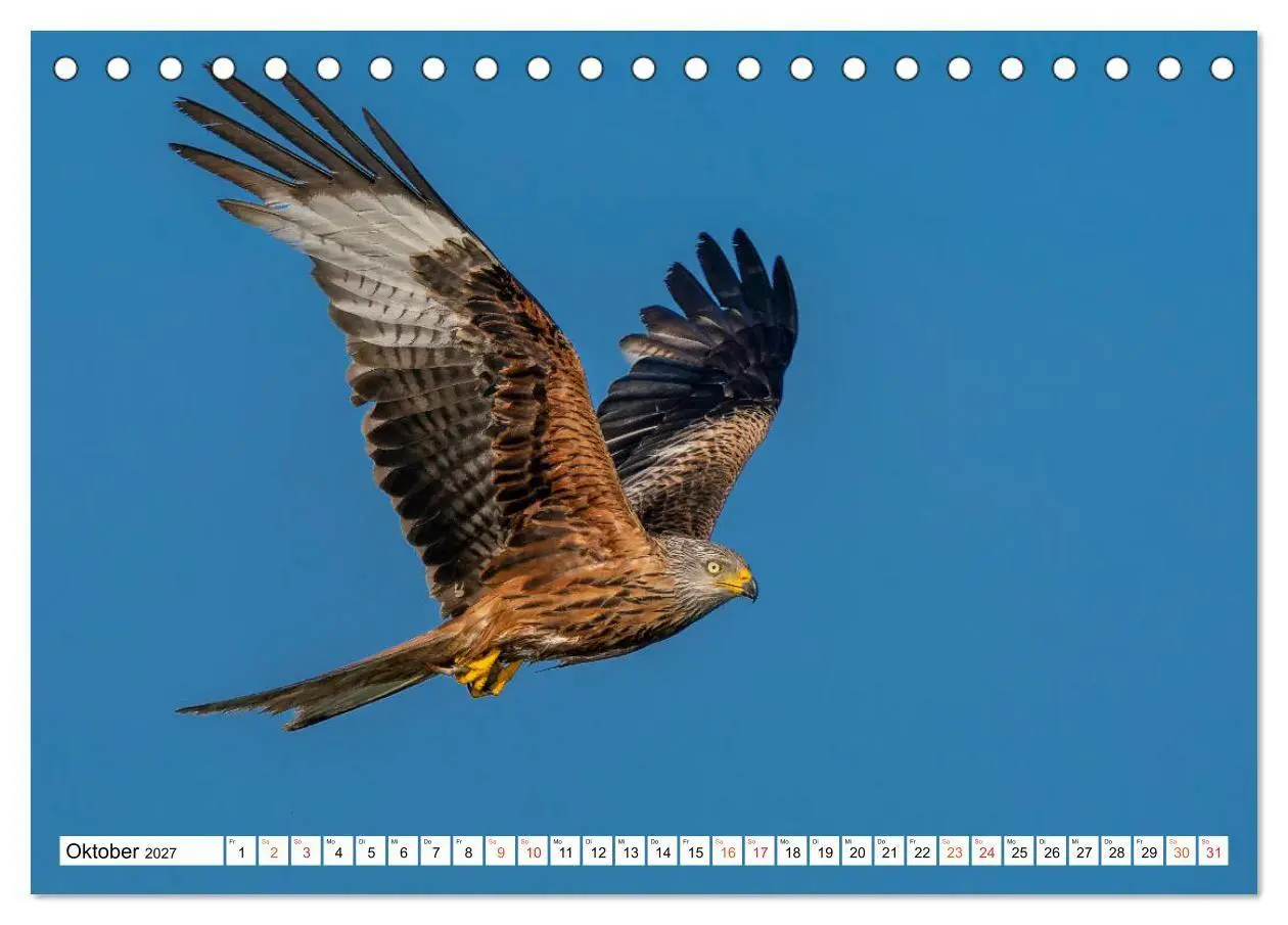 Bild: 9783569542723 | Heimische GREIFVÖGEL Adler Milan Bussard Weihe Sperber...