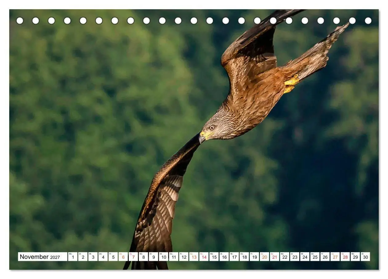 Bild: 9783569542723 | Heimische GREIFVÖGEL Adler Milan Bussard Weihe Sperber...