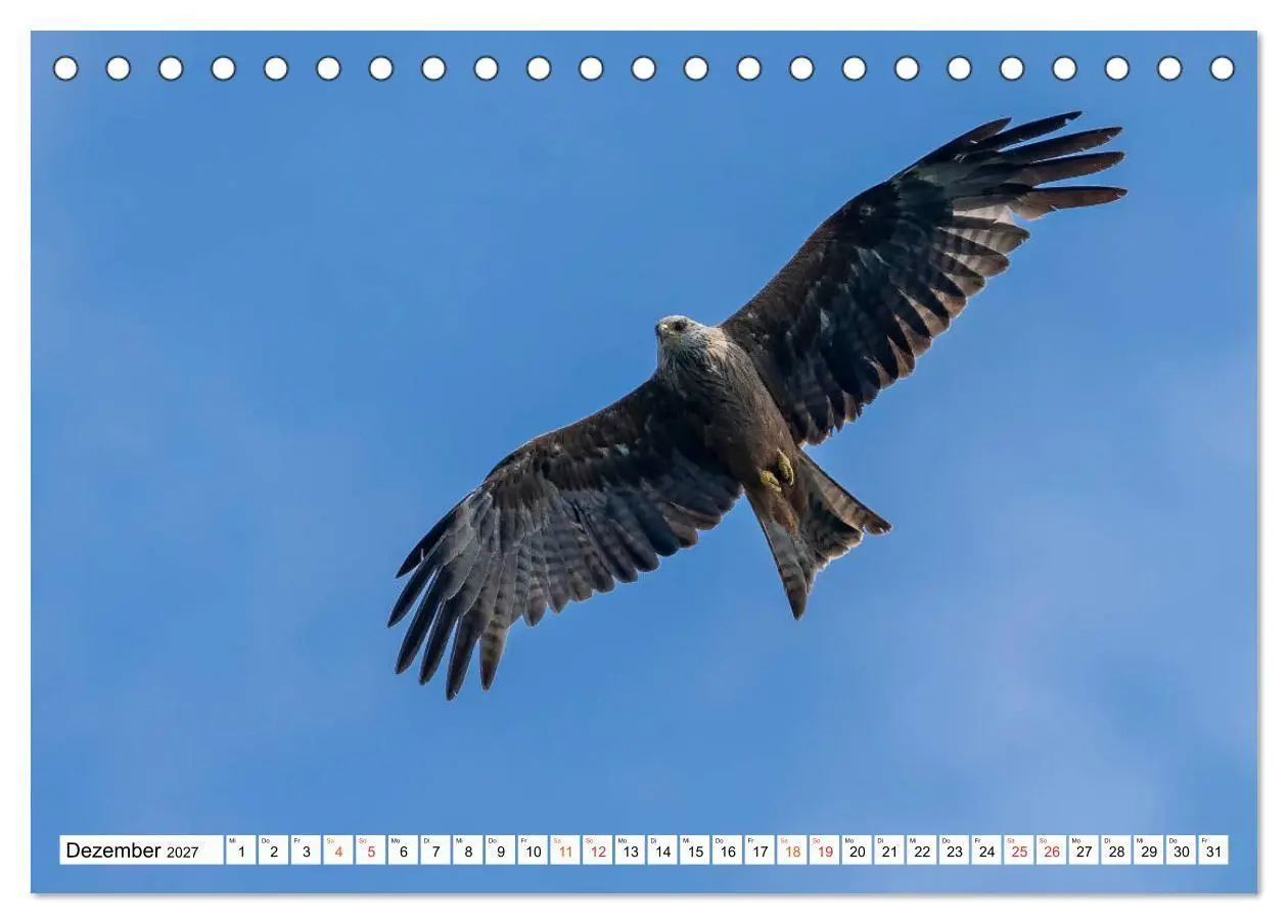 Bild: 9783569542723 | Heimische GREIFVÖGEL Adler Milan Bussard Weihe Sperber...