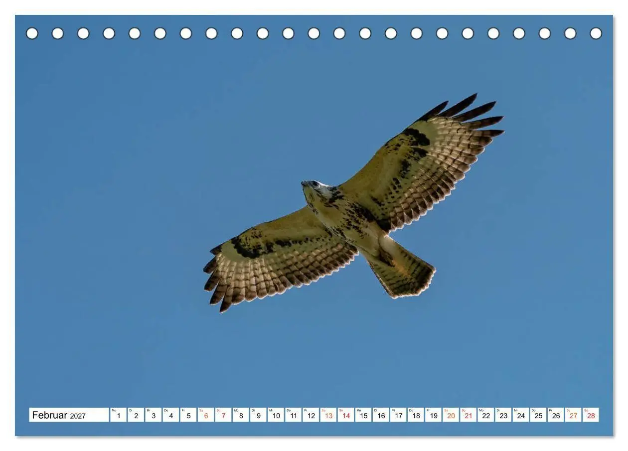 Bild: 9783569542723 | Heimische GREIFVÖGEL Adler Milan Bussard Weihe Sperber...