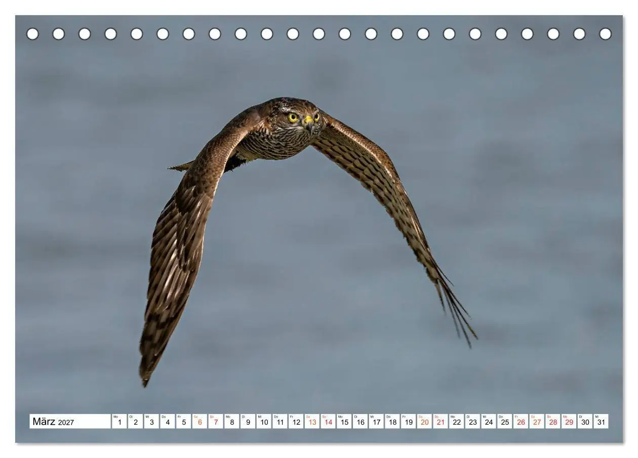 Bild: 9783569542723 | Heimische GREIFVÖGEL Adler Milan Bussard Weihe Sperber...