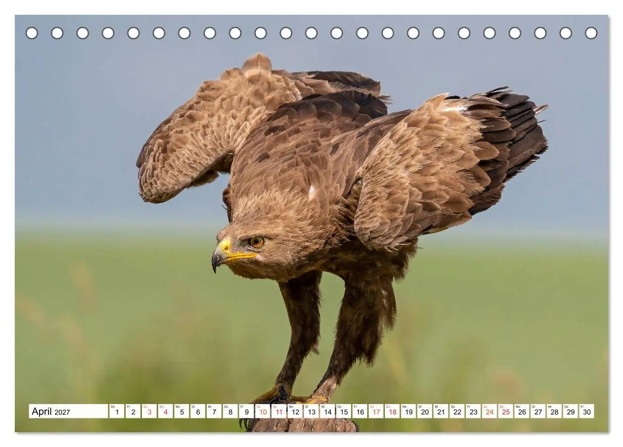 Bild: 9783569542723 | Heimische GREIFVÖGEL Adler Milan Bussard Weihe Sperber...