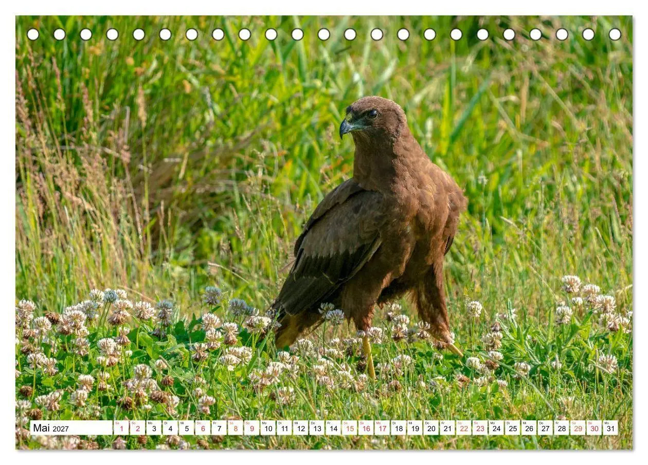 Bild: 9783569542723 | Heimische GREIFVÖGEL Adler Milan Bussard Weihe Sperber...