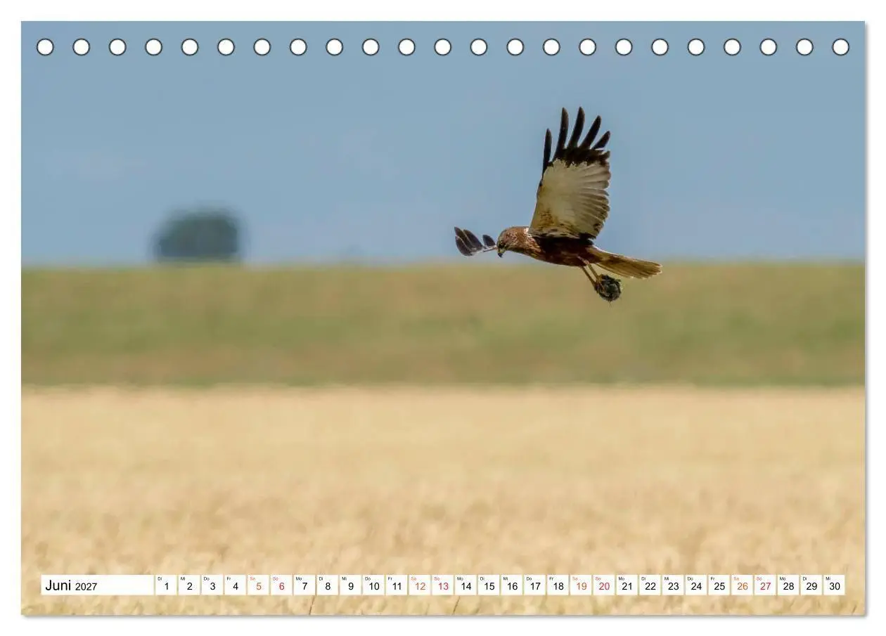 Bild: 9783569542723 | Heimische GREIFVÖGEL Adler Milan Bussard Weihe Sperber...