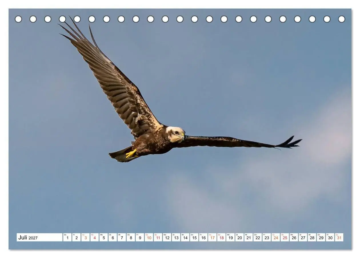 Bild: 9783569542723 | Heimische GREIFVÖGEL Adler Milan Bussard Weihe Sperber...