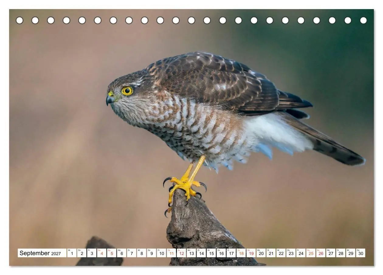 Bild: 9783569542723 | Heimische GREIFVÖGEL Adler Milan Bussard Weihe Sperber...