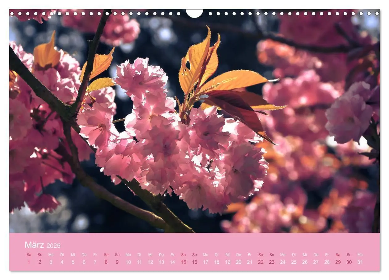 Bild: 9783435402823 | Zarte Kirschblüten - Berauschende Gedankendüfte (Wandkalender 2025...