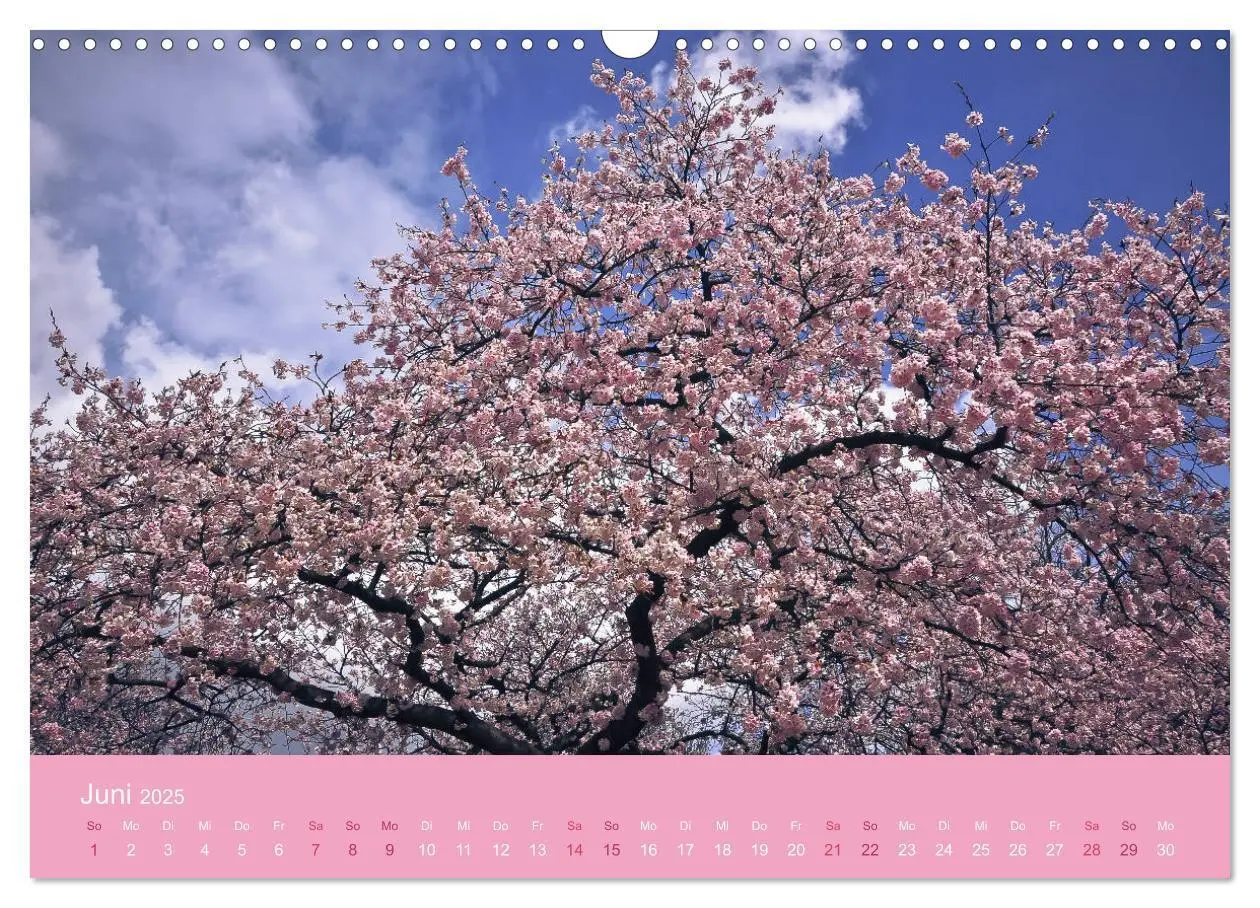 Bild: 9783435402823 | Zarte Kirschblüten - Berauschende Gedankendüfte (Wandkalender 2025...