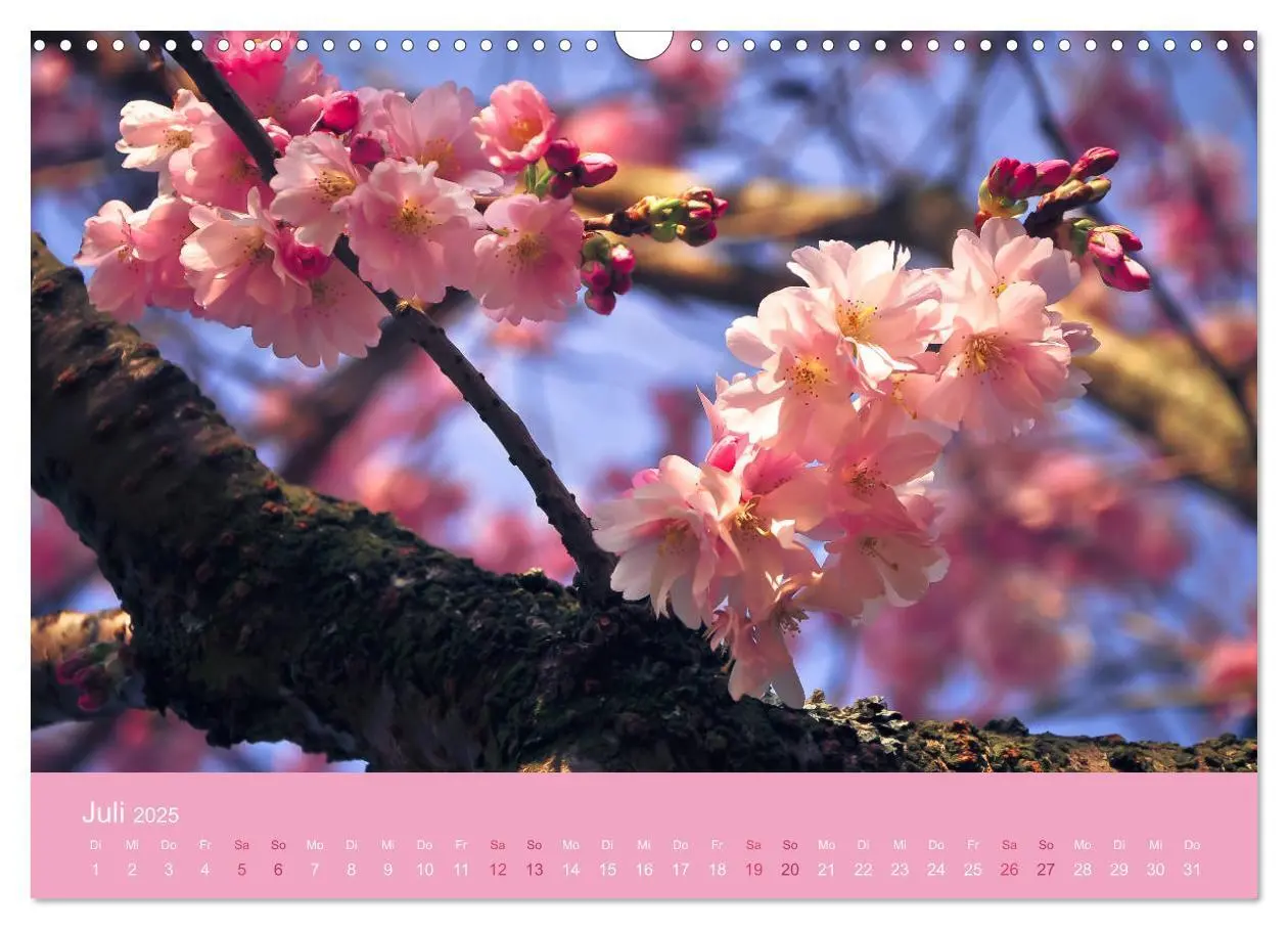 Bild: 9783435402823 | Zarte Kirschblüten - Berauschende Gedankendüfte (Wandkalender 2025...