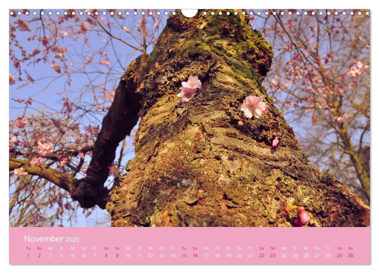 Bild: 9783435402823 | Zarte Kirschblüten - Berauschende Gedankendüfte (Wandkalender 2025...