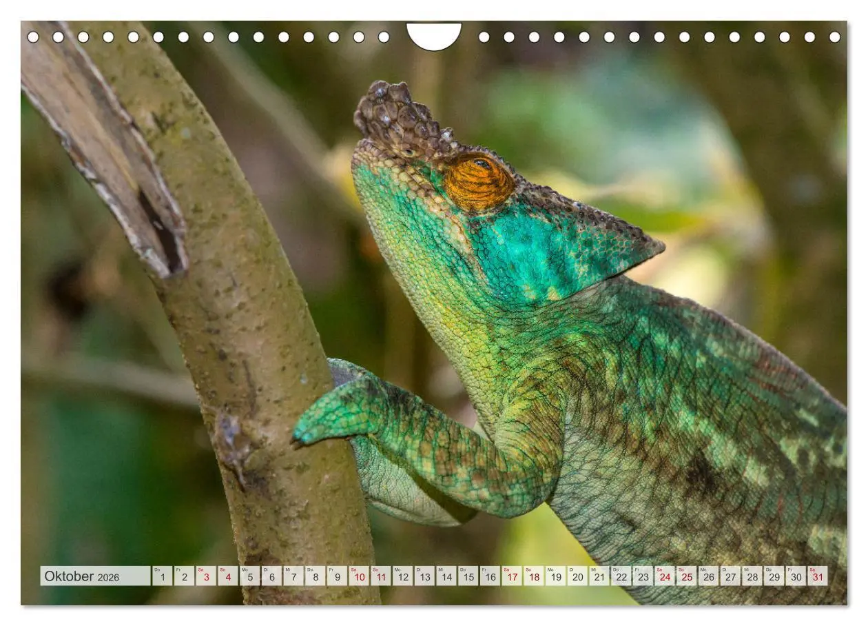 Bild: 9783457592823 | Drachen: Geheimnisvolles Tierreich (Wandkalender 2026 DIN A4 quer),...