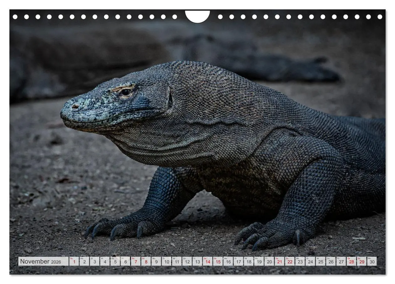 Bild: 9783457592823 | Drachen: Geheimnisvolles Tierreich (Wandkalender 2026 DIN A4 quer),...