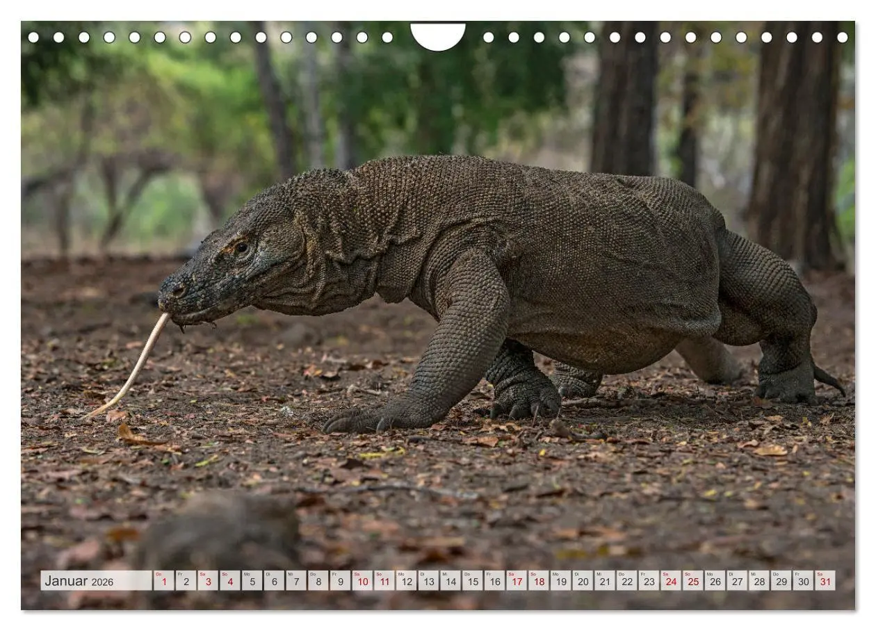 Bild: 9783457592823 | Drachen: Geheimnisvolles Tierreich (Wandkalender 2026 DIN A4 quer),...