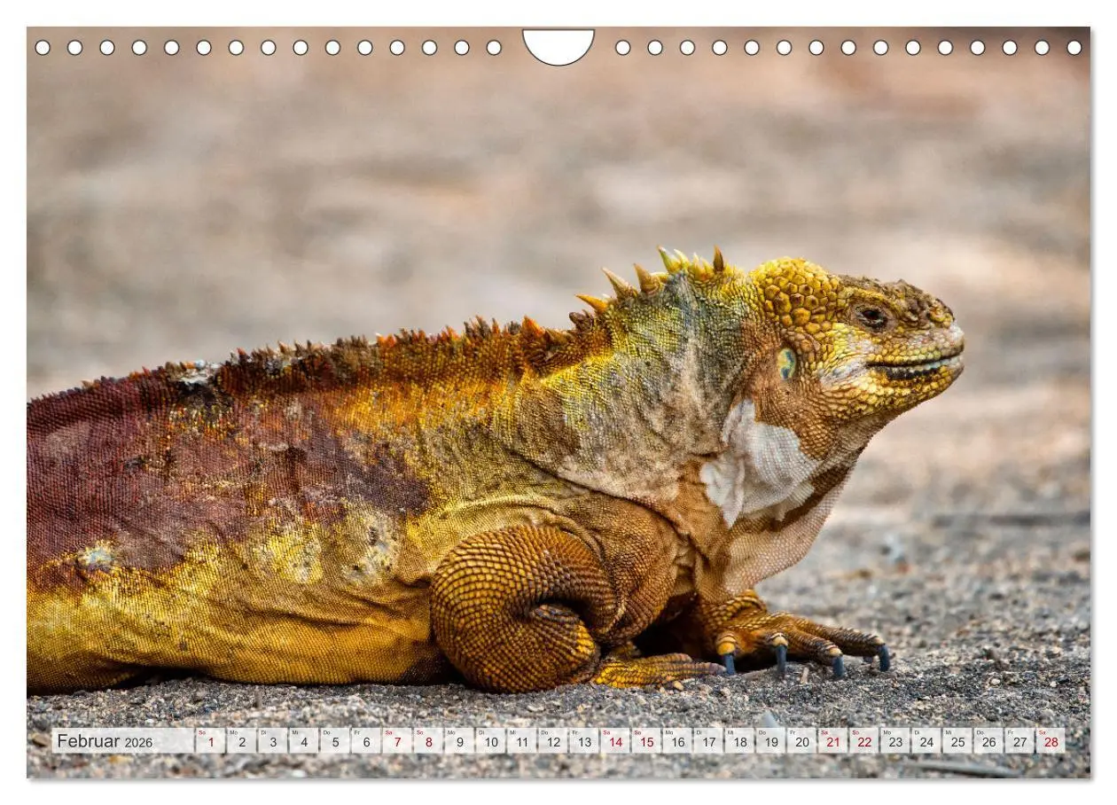 Bild: 9783457592823 | Drachen: Geheimnisvolles Tierreich (Wandkalender 2026 DIN A4 quer),...