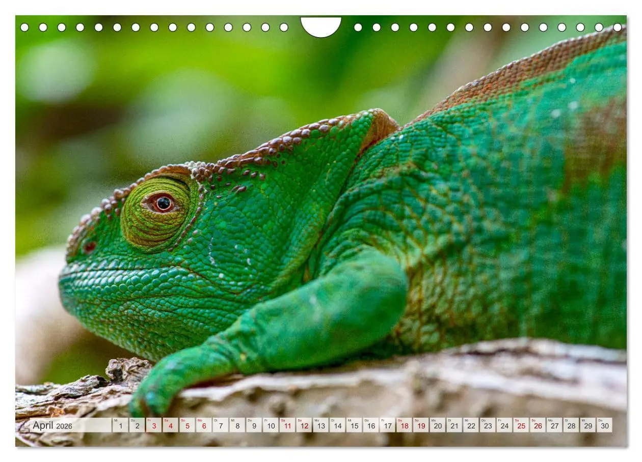 Bild: 9783457592823 | Drachen: Geheimnisvolles Tierreich (Wandkalender 2026 DIN A4 quer),...