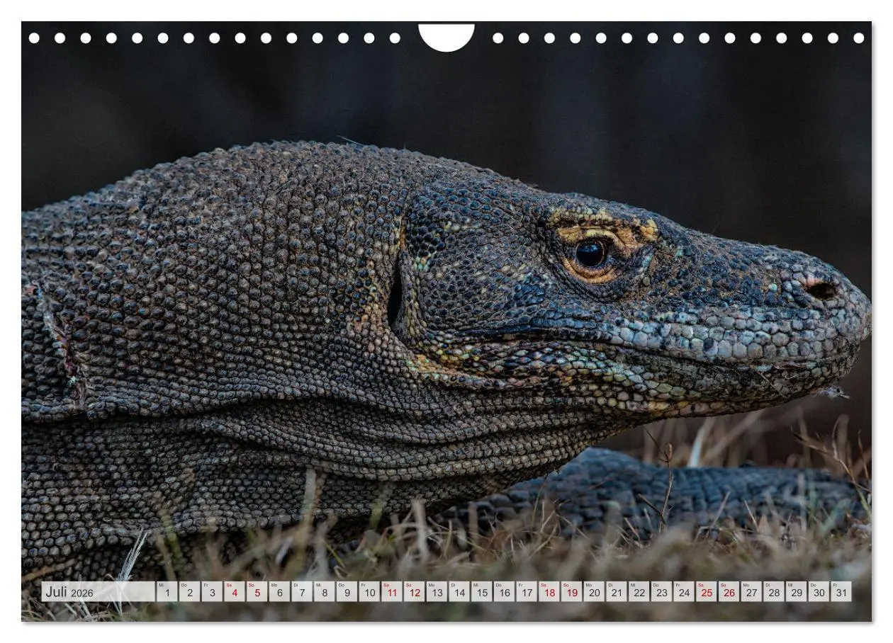 Bild: 9783457592823 | Drachen: Geheimnisvolles Tierreich (Wandkalender 2026 DIN A4 quer),...