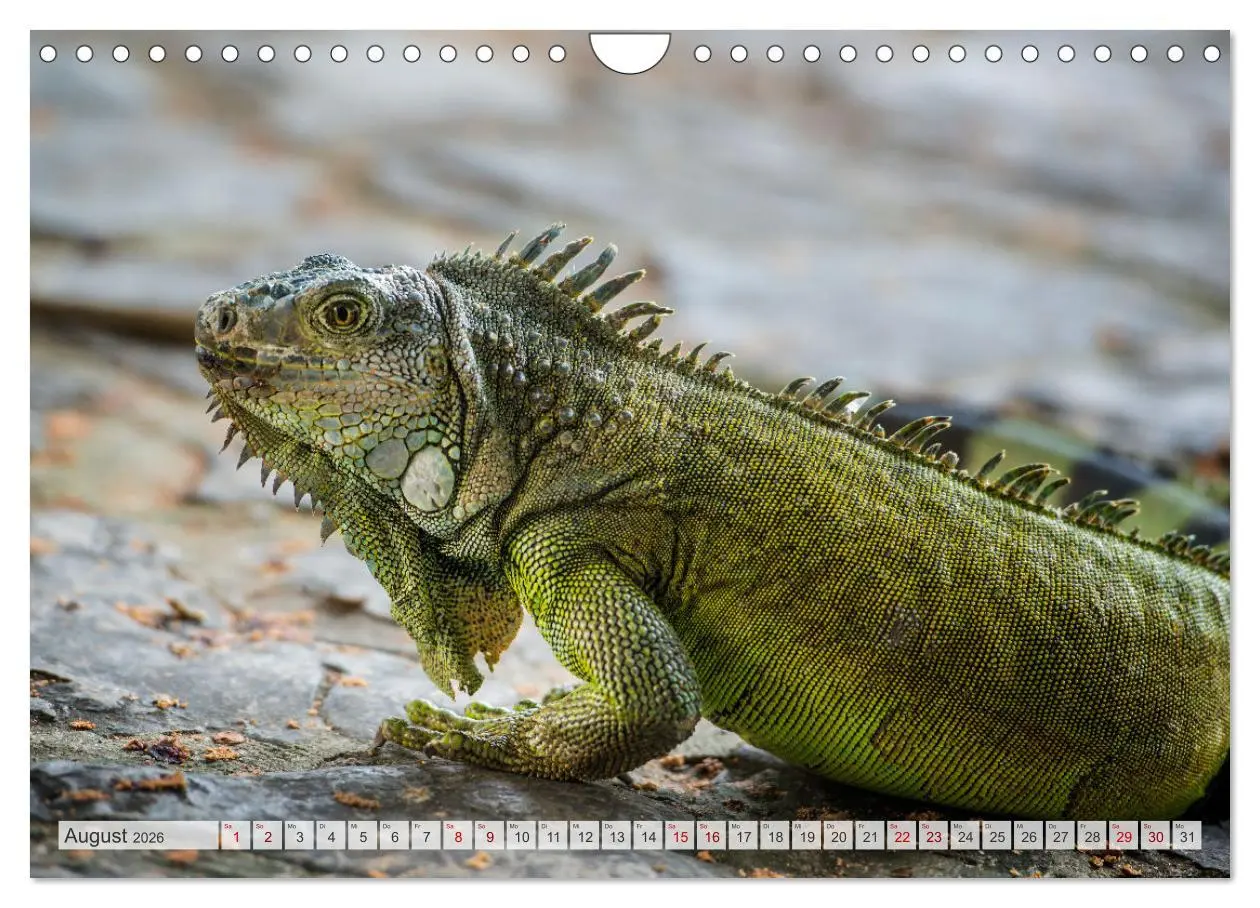 Bild: 9783457592823 | Drachen: Geheimnisvolles Tierreich (Wandkalender 2026 DIN A4 quer),...