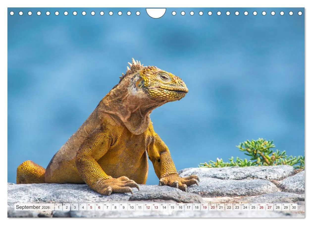 Bild: 9783457592823 | Drachen: Geheimnisvolles Tierreich (Wandkalender 2026 DIN A4 quer),...
