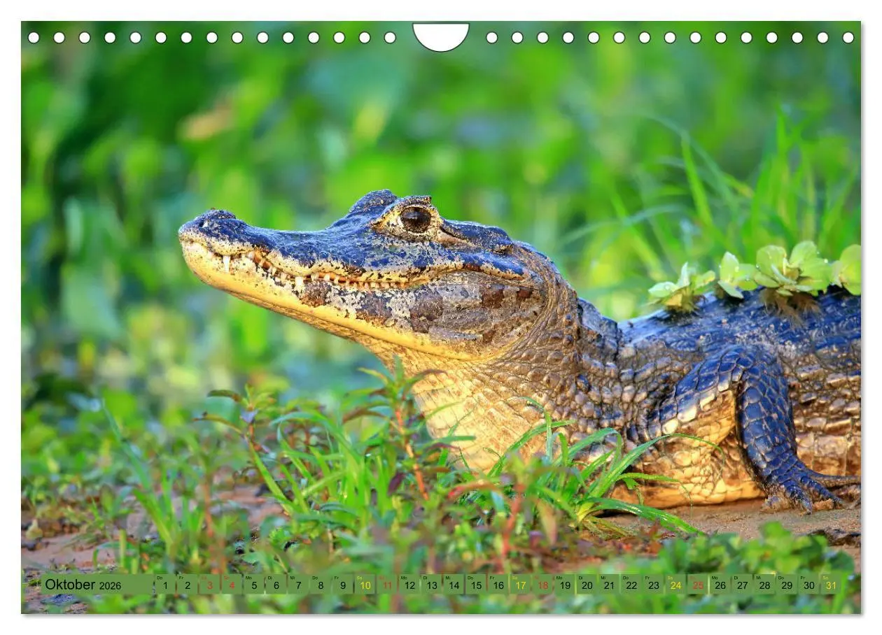 Bild: 9783457802823 | Krokodile in der Wildnis (Wandkalender 2026 DIN A4 quer), CALVENDO...