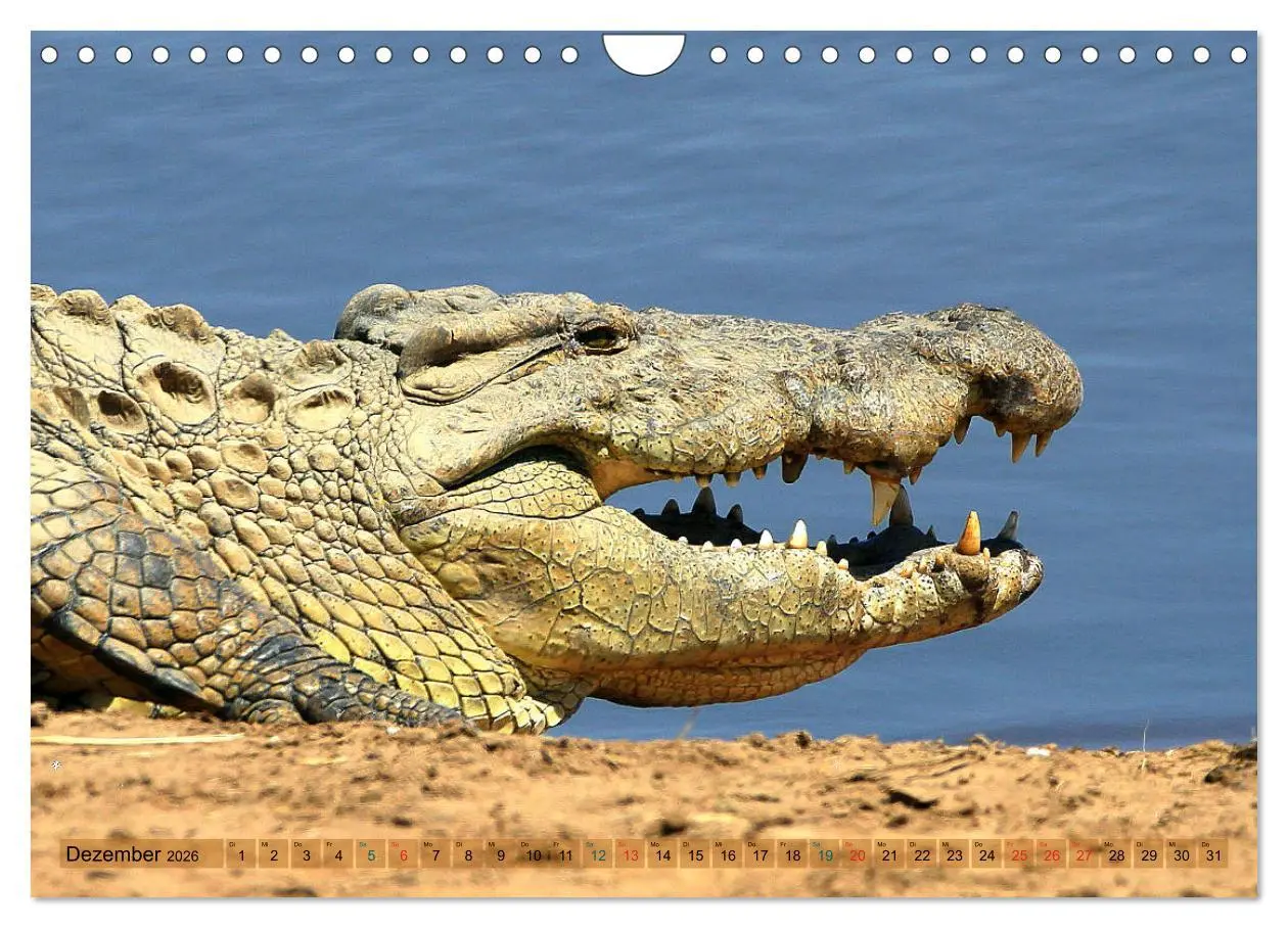 Bild: 9783457802823 | Krokodile in der Wildnis (Wandkalender 2026 DIN A4 quer), CALVENDO...