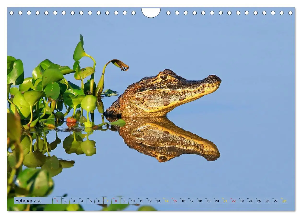 Bild: 9783457802823 | Krokodile in der Wildnis (Wandkalender 2026 DIN A4 quer), CALVENDO...