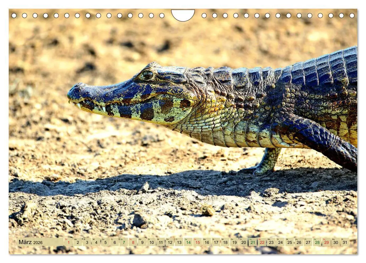 Bild: 9783457802823 | Krokodile in der Wildnis (Wandkalender 2026 DIN A4 quer), CALVENDO...