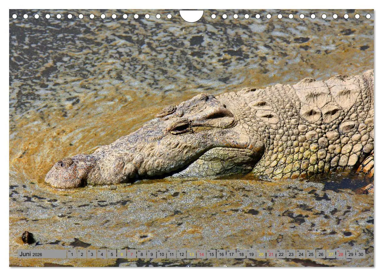 Bild: 9783457802823 | Krokodile in der Wildnis (Wandkalender 2026 DIN A4 quer), CALVENDO...