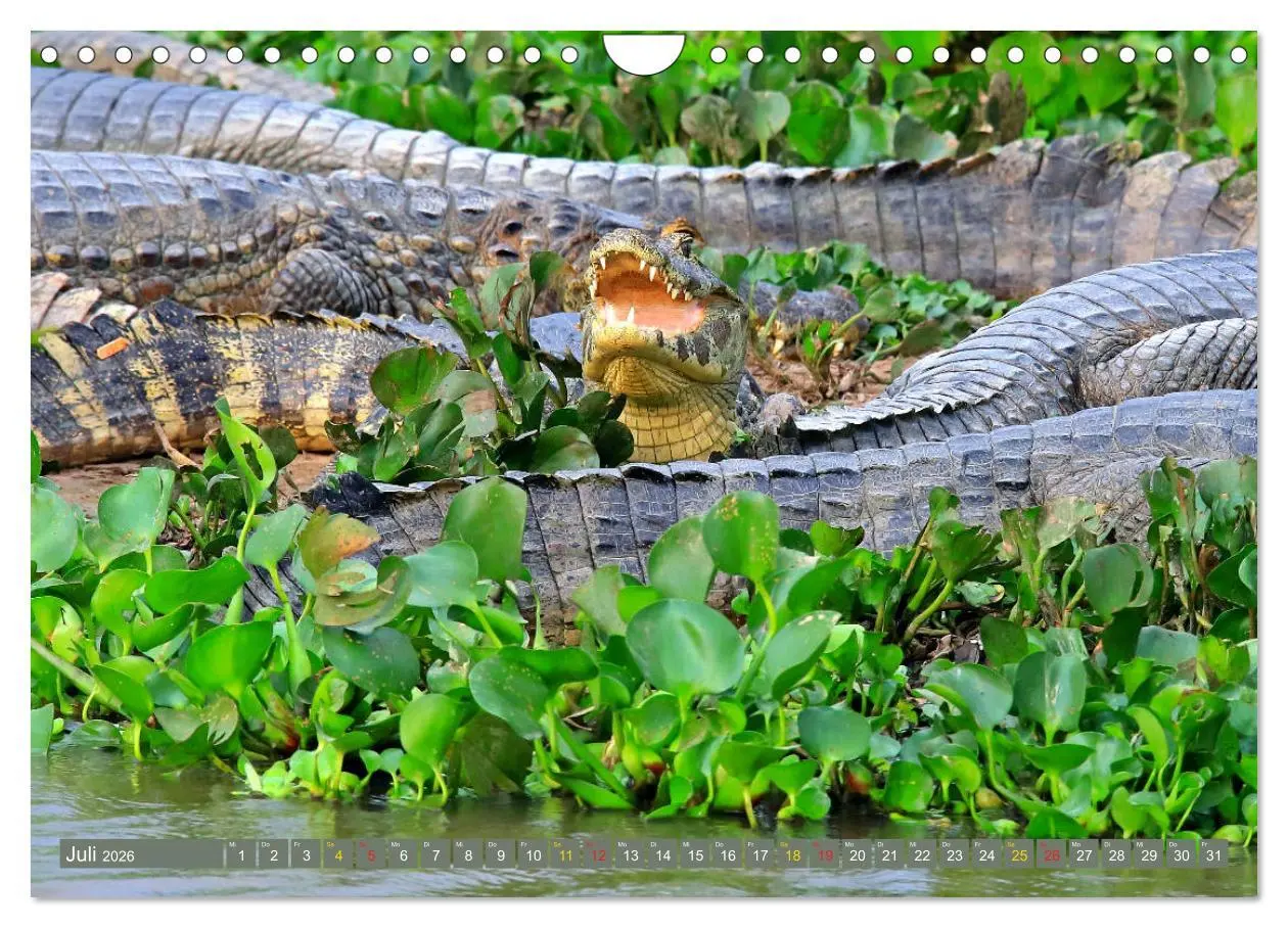 Bild: 9783457802823 | Krokodile in der Wildnis (Wandkalender 2026 DIN A4 quer), CALVENDO...