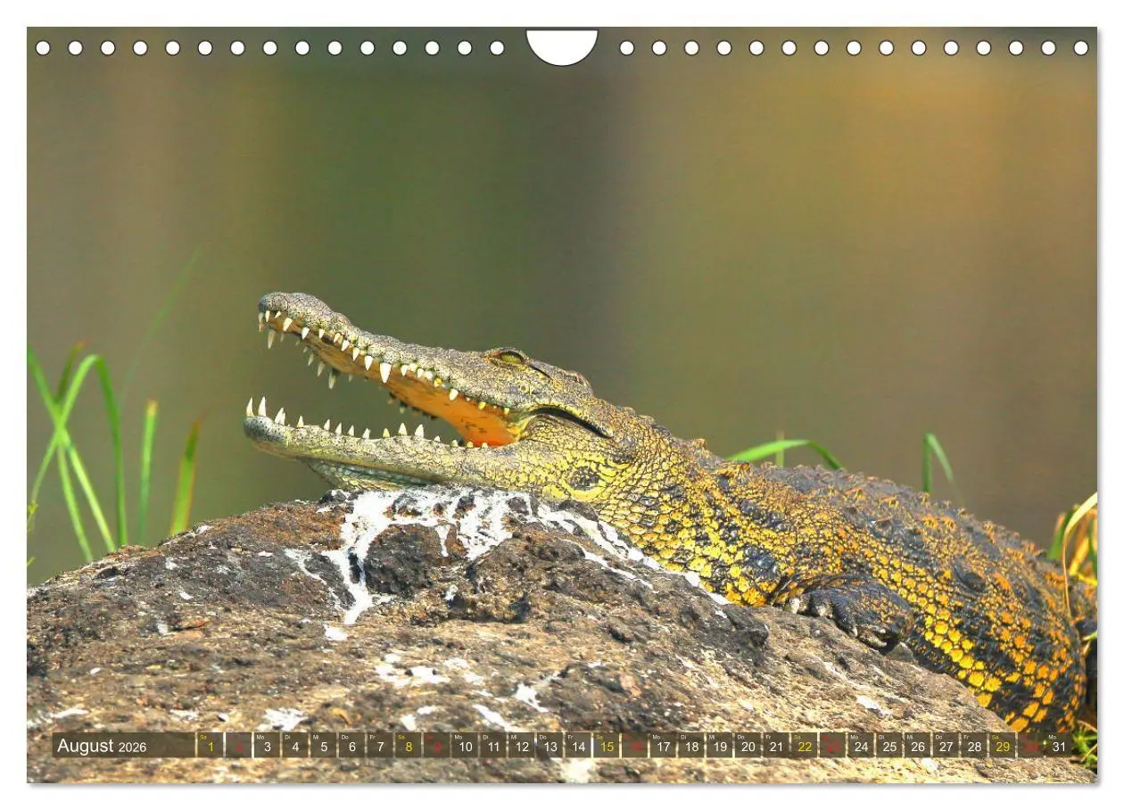 Bild: 9783457802823 | Krokodile in der Wildnis (Wandkalender 2026 DIN A4 quer), CALVENDO...
