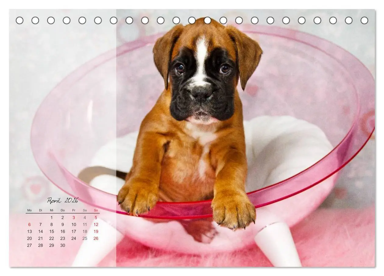 Bild: 9783516202823 | Deutscher Boxer 2026 (Tischkalender 2026 DIN A5 quer), CALVENDO...
